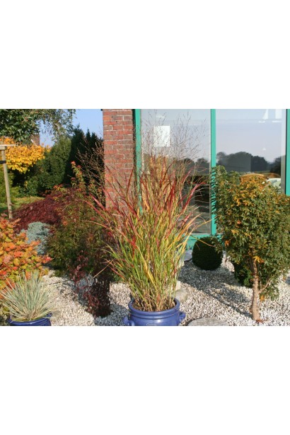 Контейнерна посадка з просом `Haans Herms`